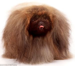 article-0-125DECDF000005DC-903_634x556