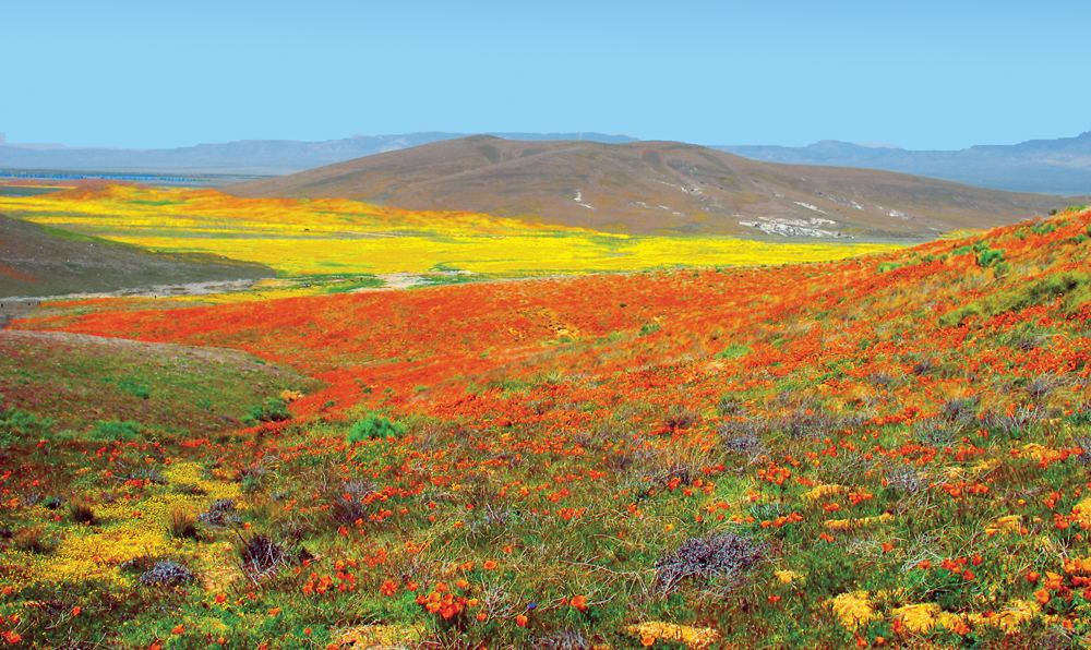 Antelope_Valley_Poppy_Preserve