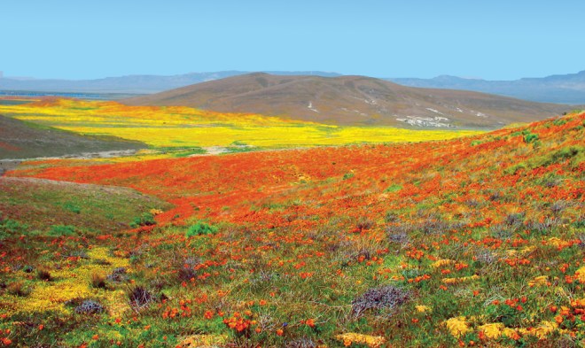 Antelope_Valley_Poppy_Preserve.jpg