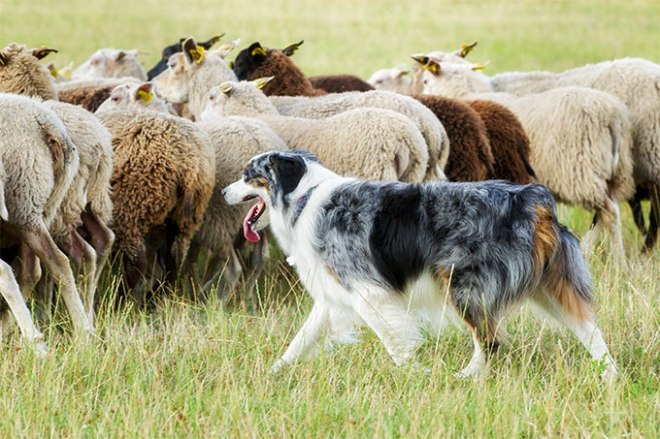 7-herding
