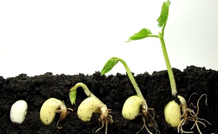soil-flora-food-plant-produce-turnip-vegetable-sprout-radish-fungus